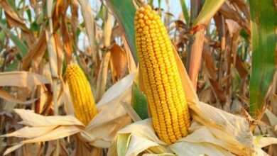 93177A3B A2A5 403E 8ADF D4BA66F621D7