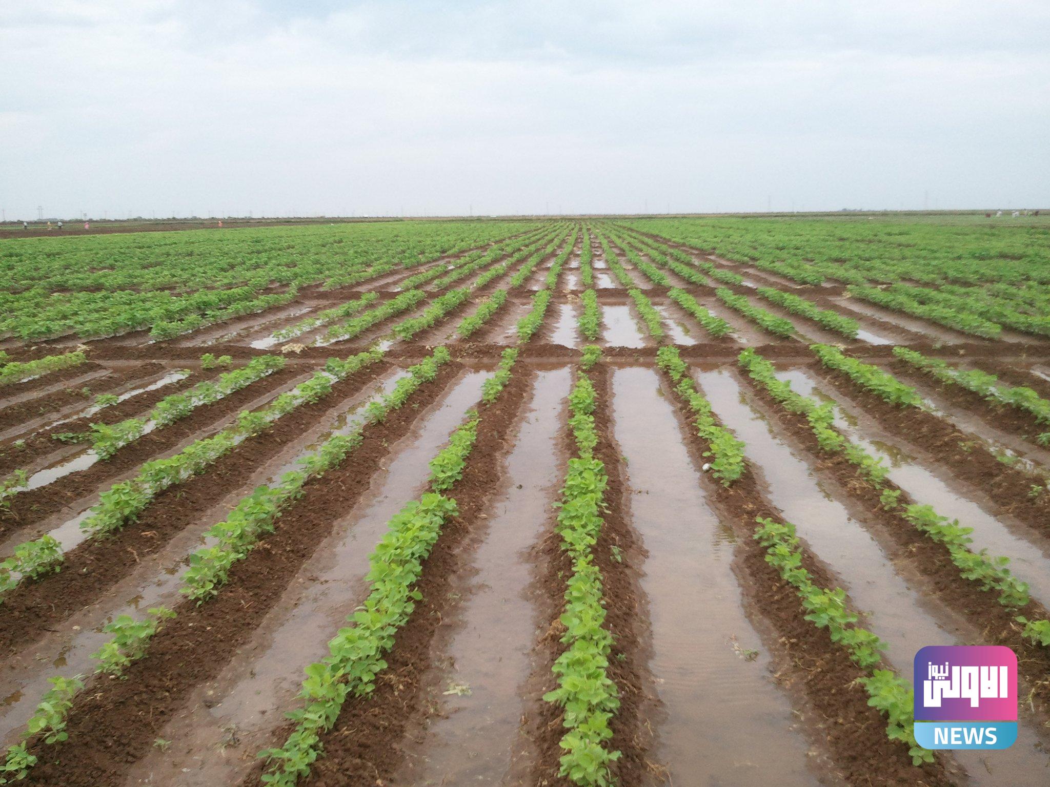 الموارد: الأمطار أمنت الرّية الأولى للموسم الزراعي الشتوي 1 E3Ncu3pWYAQvPro.jpg large