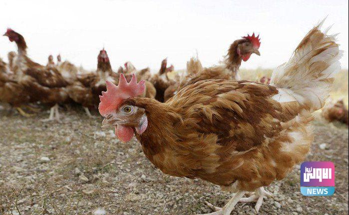 اليابان.. إتلاف 17 ألف دجاجة بسبب إنفلونزا الطيور 1 IMG 20221129 084955 086