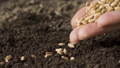 IMG ٢٠٢٢١١٢٠ ١١٥٦٠٩