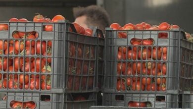 الزراعة توضح أسباب ارتفاع أسعار الطماطم وتقترح حلولاً للسيطرة على الأسواق 2 bc9b3037d7f2e8a5caea4bc3c0502c00 L