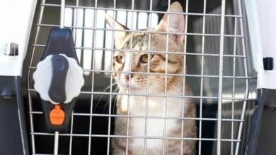 كأس العالم 2022 تفتح أبواب إنجلترا أمام قط 6 100 105552 england world cup 2022 cat 700x400