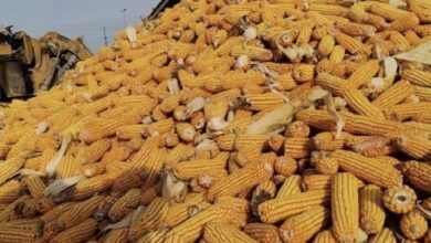 5FAB61CD 2789 433C 8E31 A5E0EA896184