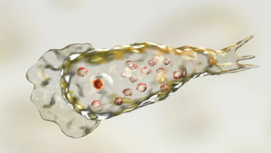 63a960a04c59b72a6309670f