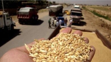 الزراعة تحصي كميات انتاج الحبوب والمساحات المزروعة خلال اسبوع 4 920DF03E 616E 4DF8 B97E 1761C4E9C6A1