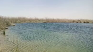 D8D54290 C114 4EA3 85E8 53620DB6BAD2