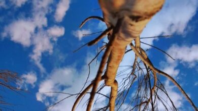 IMG ٢٠٢٢١٢٠٤ ١٣٢٥٠١