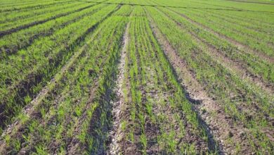 IMG ٢٠٢٢١٢٢٤ ٠٩٣٧٠١