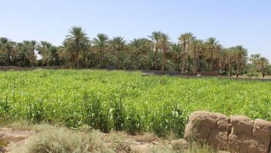 IMG ٢٠٢٢١٢٢٤ ١١١٠٠٧