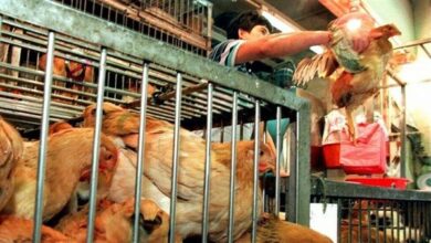 اليابان تكتشف بؤرة جديدة لتفشي أنفلونزا الطيور 2 449