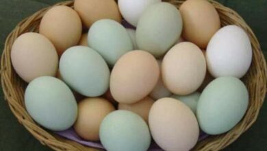 التجارة: توفير الدجاج والبيض والطحين للمواطنين بأسعار مدعومة اعتباراً من الغد 3 FB IMG 1674325765731