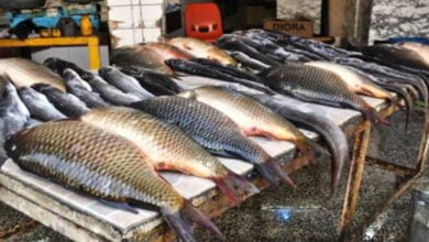 الزراعة 1 750x430 1