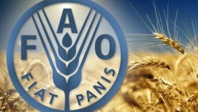 الفاو 450x300 1