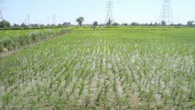 1CE52007 24ED 428D 95CD 0025280AB057