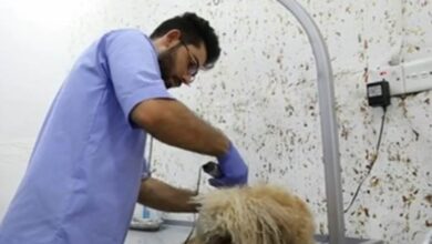 الزراعة: تخصيص نحو 5 آلاف درجة وظيفية للأطباء البيطريين 3 IMG ٢٠٢٣٠٢٠٩ ١٥٣٧٢٢