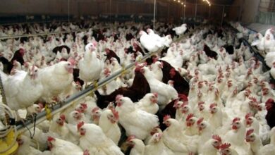 NB 173166 636033081072024989