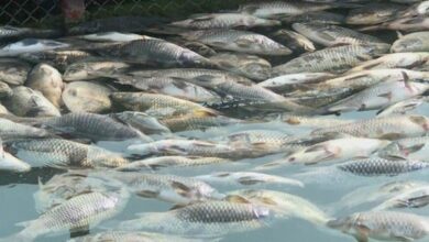 A0408FH3 A0408FH3 image 16x9 600x338