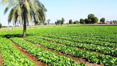 الزراعة تكشف عن خطة لزيادة الإنتاج المحلي وتصدير الفائض 6 IMG ٢٠٢٣٠٣٢٣ ١٢٤٣٤٨