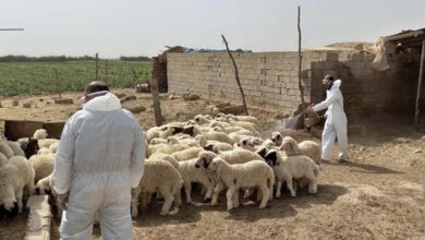 الزراعة توضح إجراءاتها للحد من انتشار الحمى النزفية 3 DC2F6EA0 4522 40AD BE84 A4969055F775