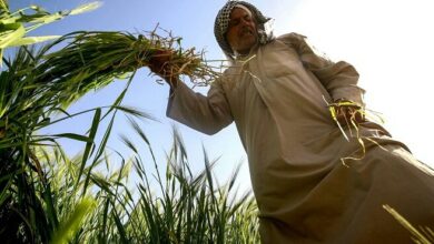 الزراعة تقدم مقترحات لتعزيز دور القروض بزيادة الإنتاج ودعم المشاريع 4 upload 1681402508 1620466672 1