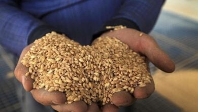 6D072378 3313 411C 9077 F0797894DF39