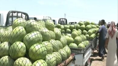 جودة وحجم كبير ومذاق حلو.. رقي العظيم يحقق أعلى إنتاج خلال 9 سنوات (صور) 14 IMG ٢٠٢٣٠٥٢٠ ٢٠٢٢٢٤