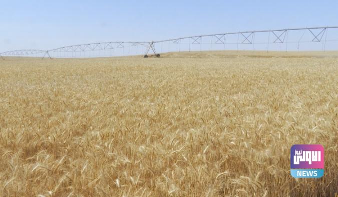 كربلاء المقدسة تتوقع تحقيق الاكتفاء الذاتي من محصول الحنطة 1 Screenshot 2023 05 17 12 58 21 88 40deb401b9ffe8e1df2f1cc5ba480b12