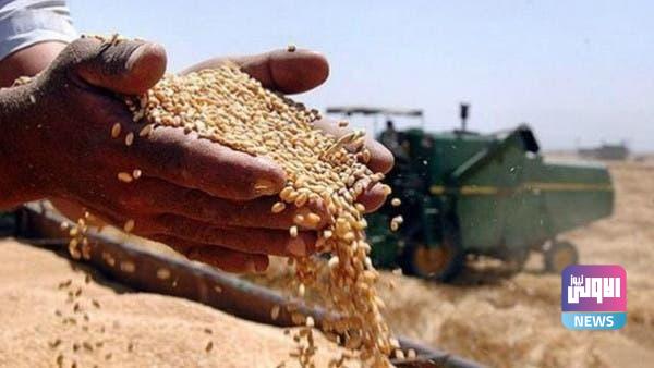 بمعدل 1.3 مليون طن.. زراعة صلاح الدين تتوقع تصدرها العراق بإنتاج الحنطة 1 a2f2c67e c898 4802 b66a