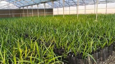 العلياوي يعلن نجاح زراعة النخيل النسيجي بالعراق 2 upload 1683042309 6238901502