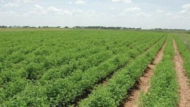 4130E2C8 59DD 4E62 AACC B5DBE0F24339