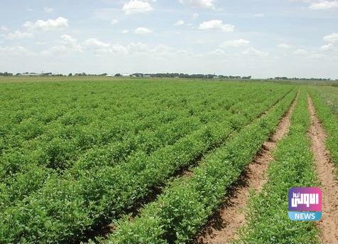 الزراعة تحدد المعايير المعتمدة لتحديد مساحة الخطة الزراعية 1 4130E2C8 59DD 4E62 AACC B5DBE0F24339