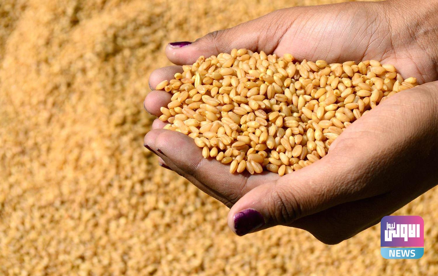التجارة: العراق يشهد لأول مرة زراعة أفضل أنواع الحنطة 1 702437Image1