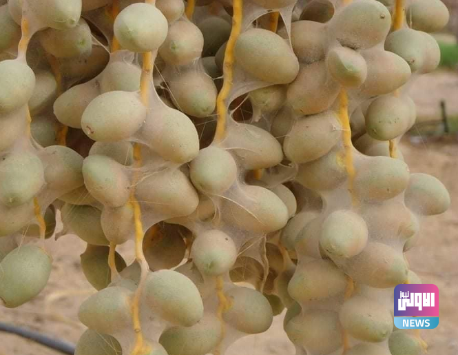 Screenshot ٢٠٢٣٠٦١٩ ٢٠٥٥١٥