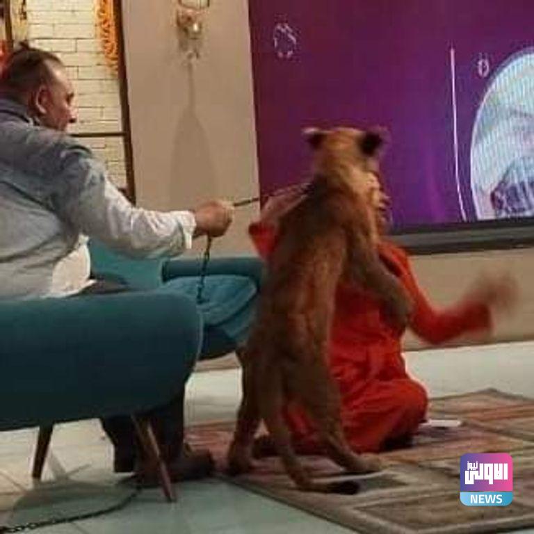 مادلين طبر تتعرض لعضة أسد على الهواء (فيديو وصور) 8 173 183738 madeleine tober bite lion 2