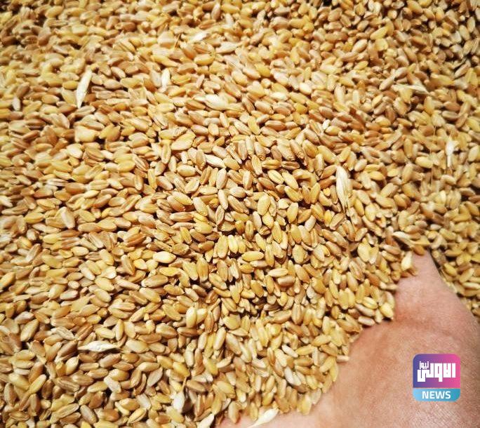 وزير التجارة: مخازننا استوعبت كميات من الحنطة هي الأكبر بتاريخ العراق 1 60cf59d44c59b7492a53eea5 2 684x610 1