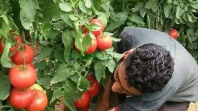 IMG 20230716 135955 414