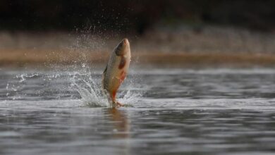 kakaya riba lovitsya v marte lovlya karasya v marte 7