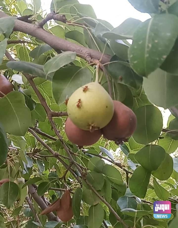 upload 1688560237 404616790 edit 15322742058374