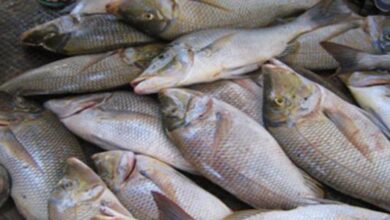الزراعة: تشكيل لجنة عليا لتنظيم عملية تربية الأسماك في الأحواض 5 بحث عن الثروة السمكية