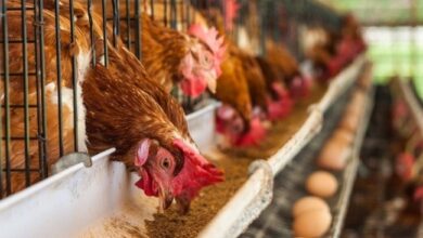 Screenshot ٢٠٢٣٠٨٠٣ ٢٠٤٧٠٦ Chrome