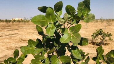 upload 1694435483 370258311 edit 194498242675131