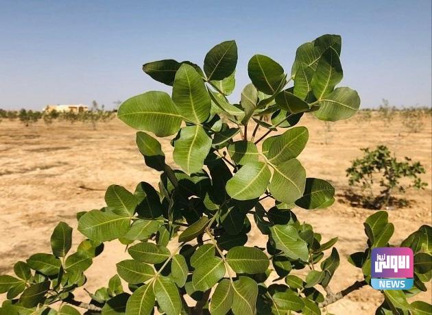 الأنبار تحدد مناطقها الصحراوية الصالحة للزراعة والاستثمار 1 upload 1694435483 370258311 edit 194498242675131