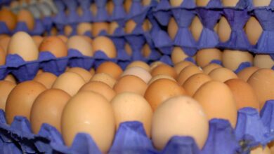 التجارة تتخذ إجراء لخفض أسعار البيض واللحوم في الأسواق المحلية 2 2023 01 1512 30 18.065912 oeuf