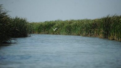 الأنبار تتخذ إجراء يقلل من الضائعات ويحد من شح المياه في الرطبة 6 IMG 20231004 122834 117