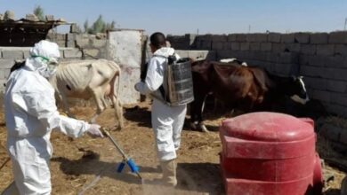 بالأرقام.. الصحة تعلن إجمالي إصابات ووفيات الحمى النزفية وتوزيعها الجغرافي 6 upload 1696848673 743116165 edit 1452304795814485