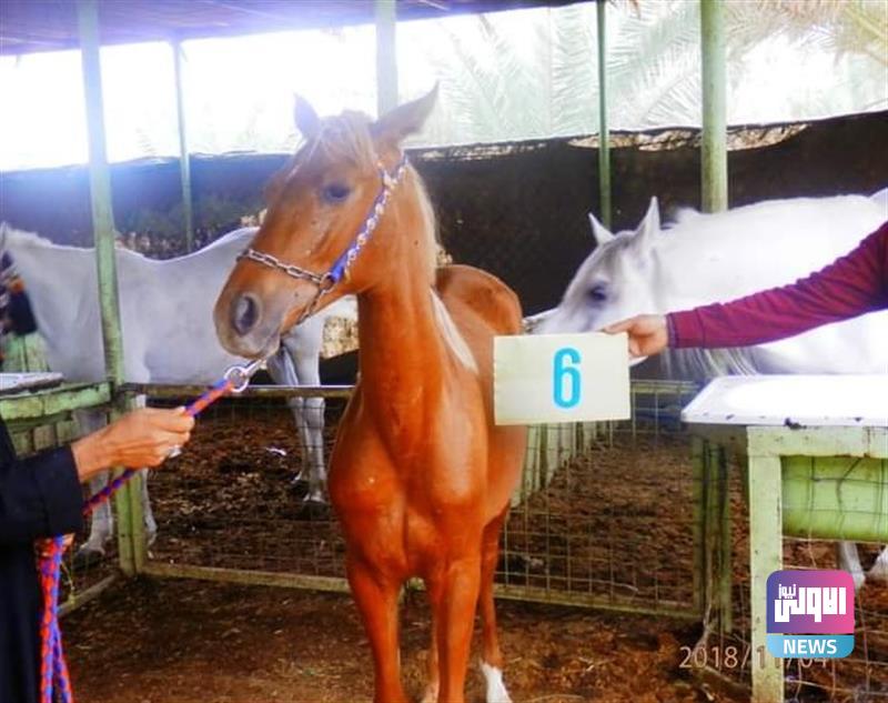 الزراعة تحصي أعداد الخيول العربية الأصيلة في الديوانية (صور) 10 121120232310800 خيل4