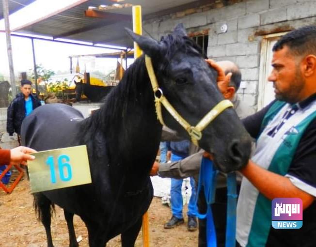 الزراعة تحصي أعداد الخيول العربية الأصيلة في الديوانية (صور) 11 1211202323خيل