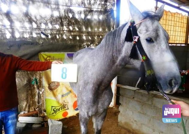 الزراعة تحصي أعداد الخيول العربية الأصيلة في الديوانية (صور) 12 1211202323خيل2