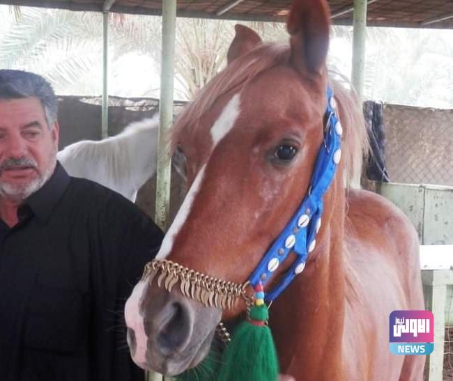 الزراعة تحصي أعداد الخيول العربية الأصيلة في الديوانية (صور) 13 1211202323خيل3