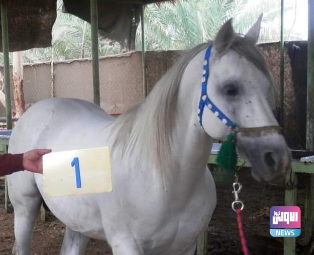 الزراعة تحصي أعداد الخيول العربية الأصيلة في الديوانية (صور) 9 Screenshot 2023 11 13 10 32 23 71 40deb401b9ffe8e1df2f1cc5ba480b12